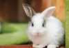 Rabbit Care: 5 Tips for Saving Money on it