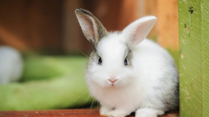Rabbit Care: 5 Tips for Saving Money on it